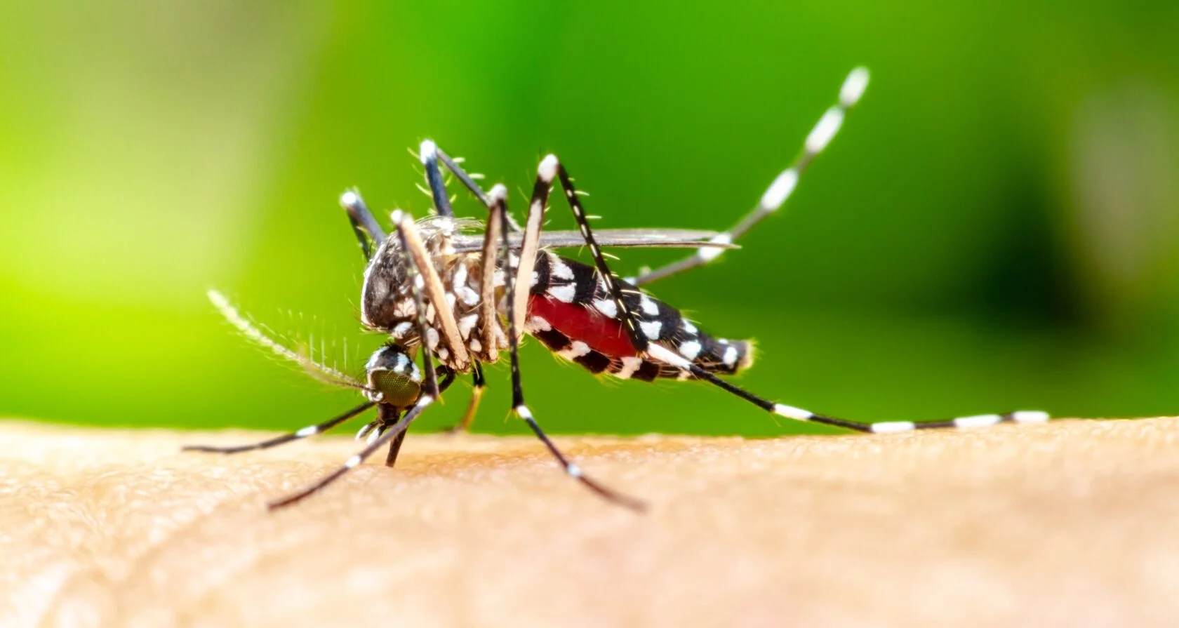 Как избавиться от комаров на даче: 8 способов – действенных и не очень