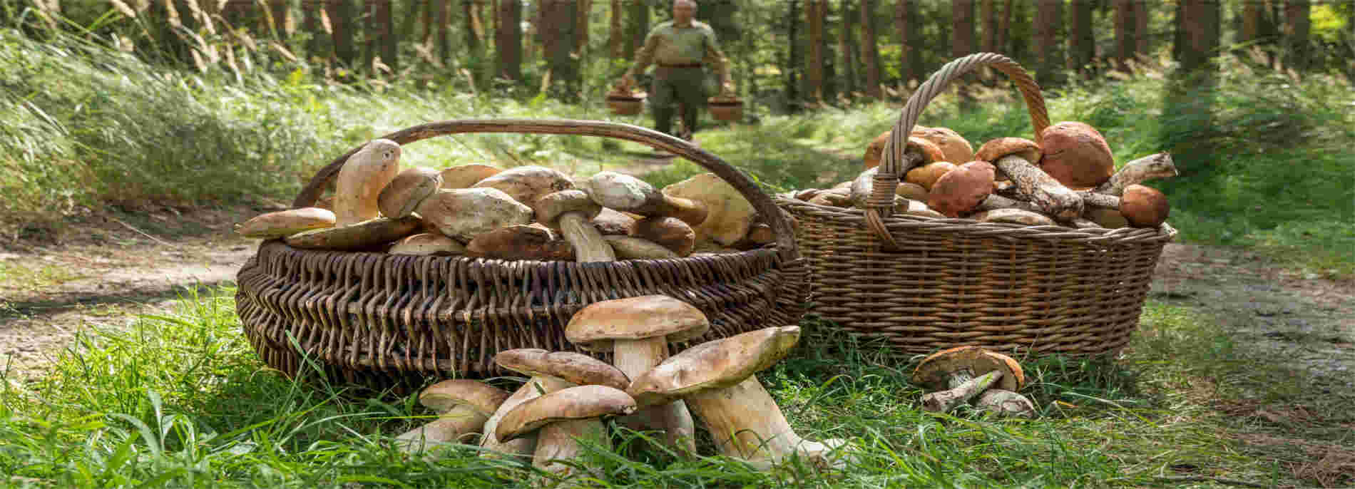 Совет Федерации утвердил наказание за сбор редких грибов и растений​