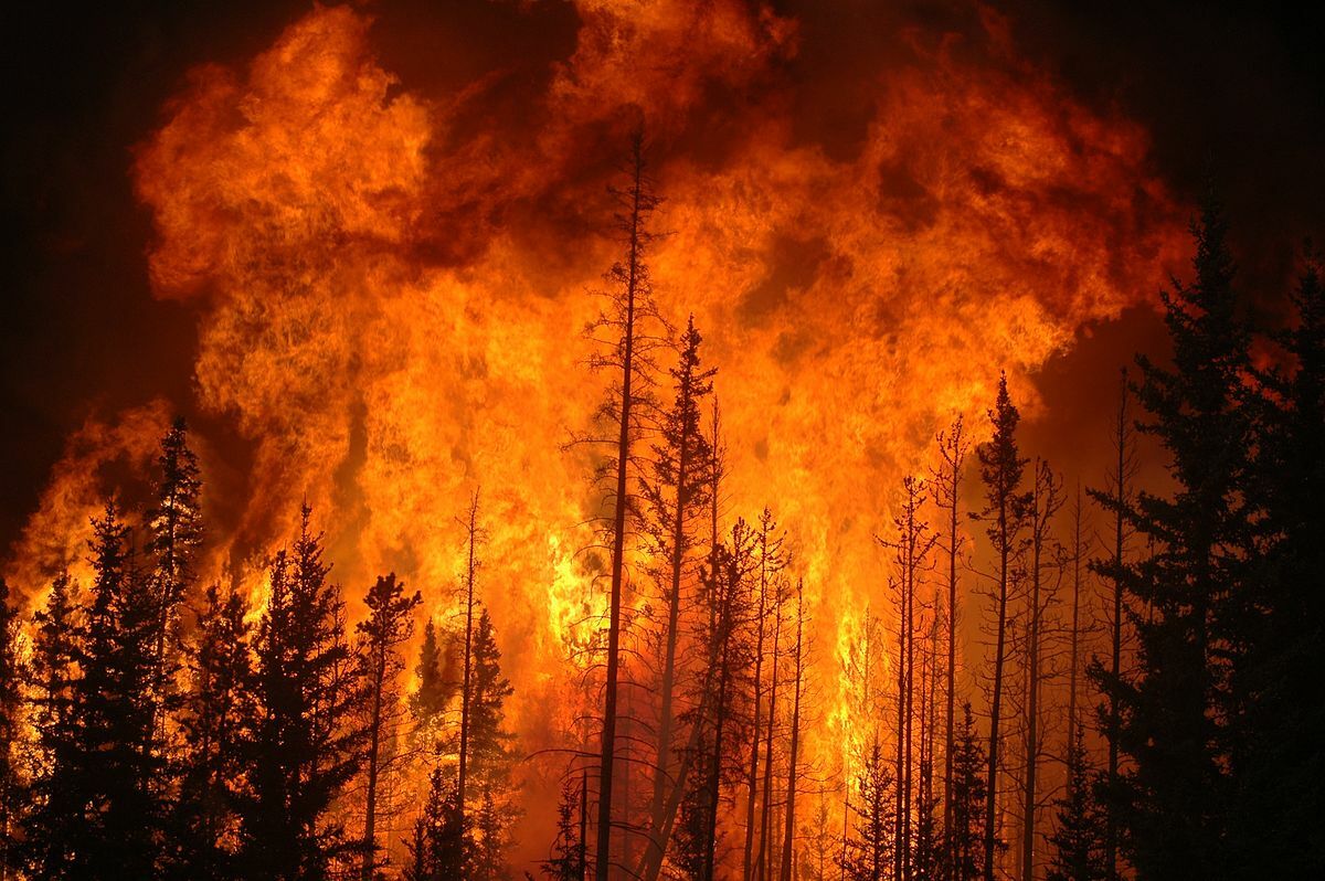 Пожар в лесу: как спастись от огня и что делать, если он приближается к вашему СНТ